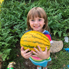 Watermelon, Red in Gold Hybrid, Golden Midget Watermelons