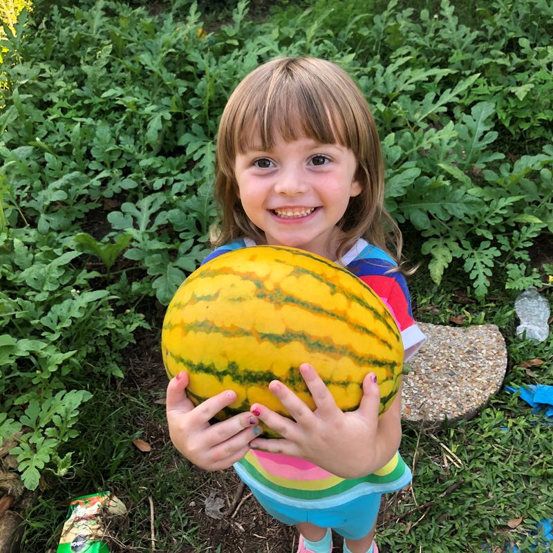 Watermelon, Red in Gold Hybrid, Golden Midget Watermelons