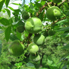 Xanthoceras Sorbifolia, Raintree Flower Seeds