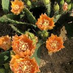 Edible Nopales Prickly Pear Cactus Seeds