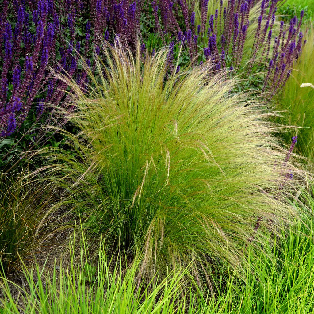 Grass Seeds - Mexican Feather Grass