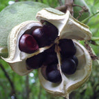 Xanthoceras Sorbifolia, Raintree Flower Seeds