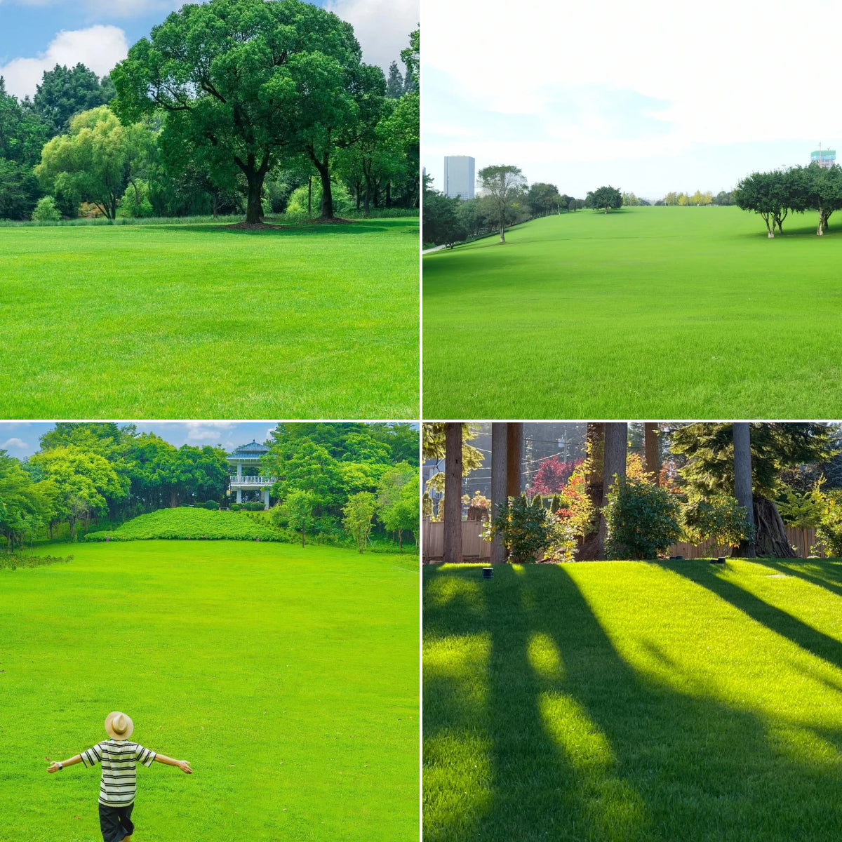 🌱High quality evergreen lawn seeds