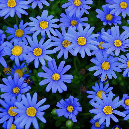 Blue Daisy Felicia Amelloides Chrysanthemum