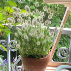 🐇Lagurus Ovatus Seeds