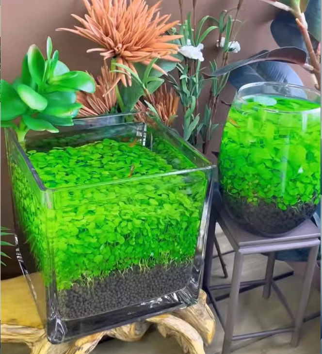 Aquatic Plant Seed Ecological Fish Tank