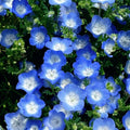 Nemophila-Baby Blue Eyes