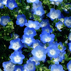 Nemophila-Baby Blue Eyes