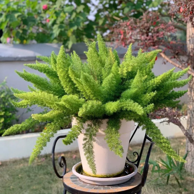 Asparagus Meyeri 'Foxtail Fern' Seeds