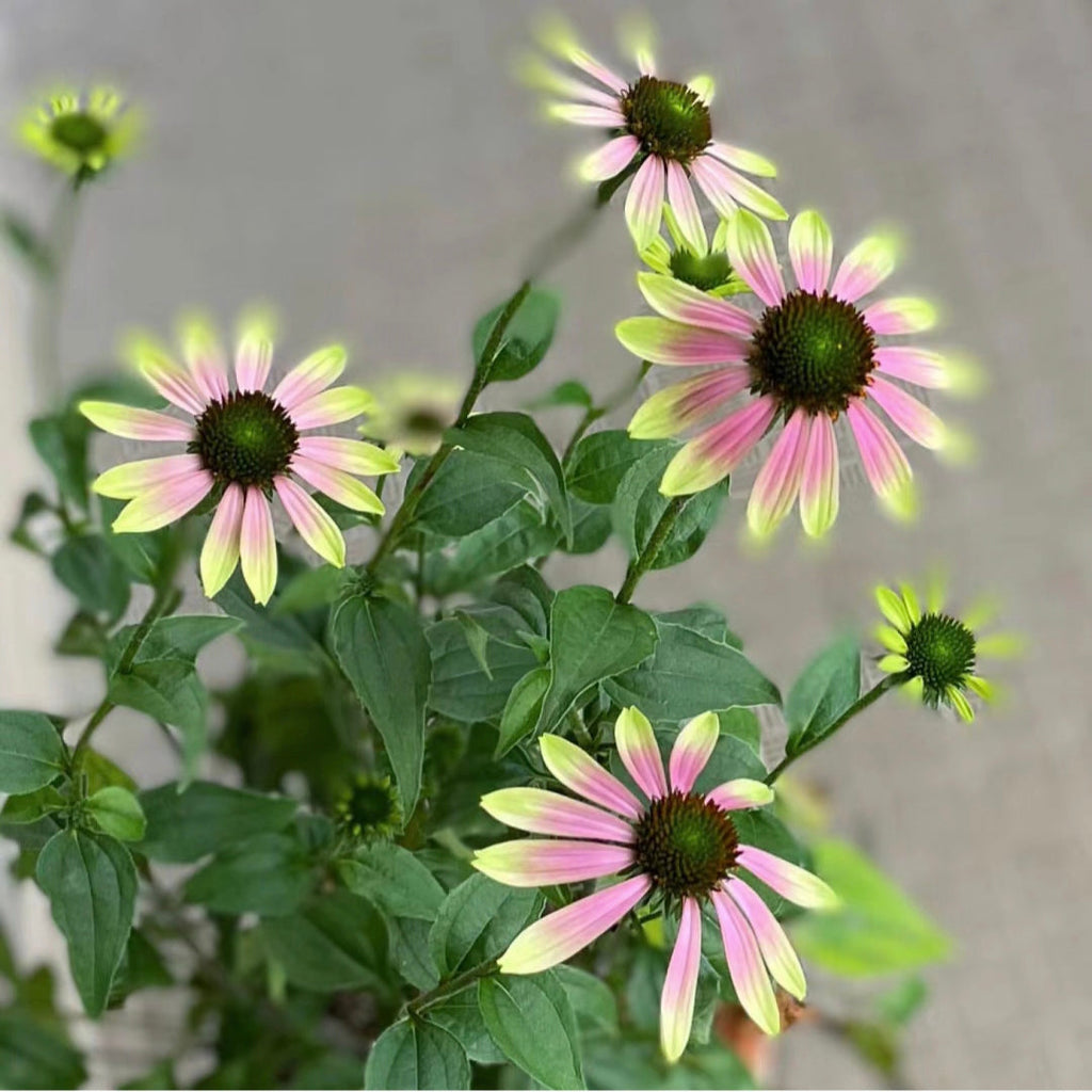 Purple Coneflower Seeds Echinacea Purpurea Seeds