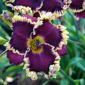 Daylily Hybrid Flowers Seed