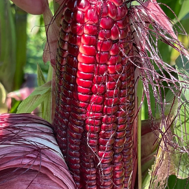 Gem Corn Seeds for Home Vegetable Gardens