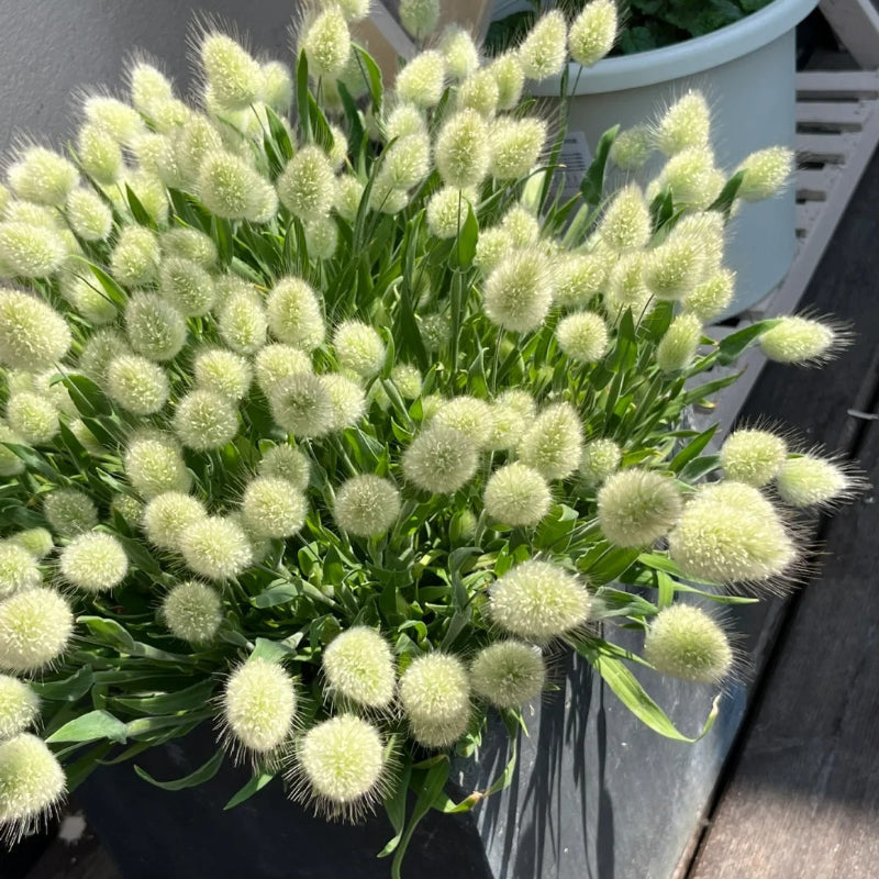 🐇Lagurus Ovatus Seeds