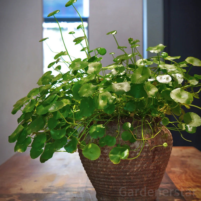 🍀Hydrocotyle Vulgaris Seeds-Copper Coin Grass