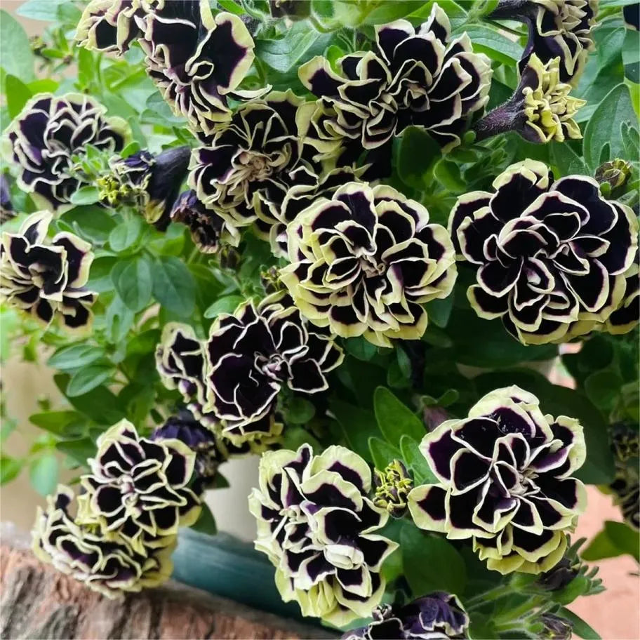 🌸Rare Double Petunia Seeds