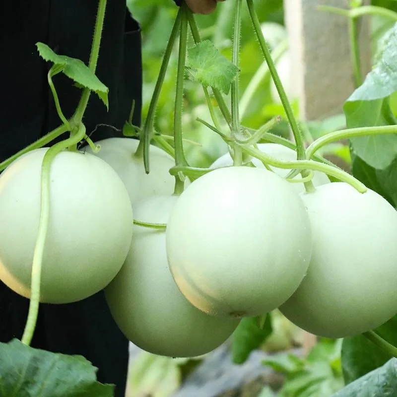 Jade Mushroom🍄Melon Seeds🍈