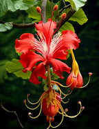 Chandelier Hibiscus Seeds
