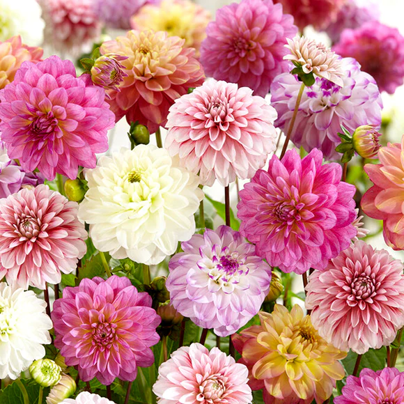 💐Colorful Dahlia Seeds-The Power of Life