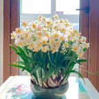 Daffodil Bulbs - All Star Mix