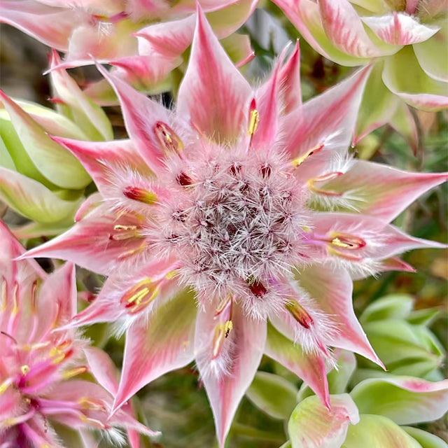 Rare Serruria florida Seeds - Blushing Bride