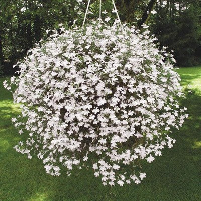 Lobelia Seeds - One of the best edging plants