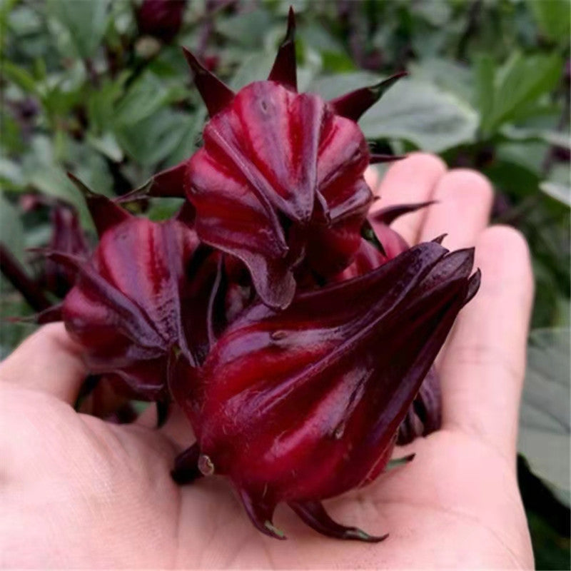 Roselle Ribena Seeds