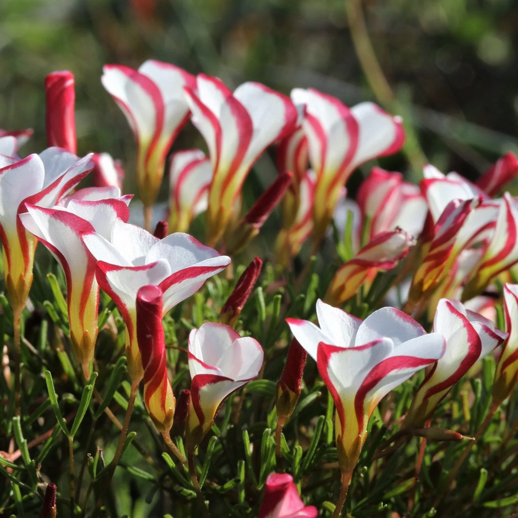 Oxalis Versicolor (Candy Cane Sorrel)