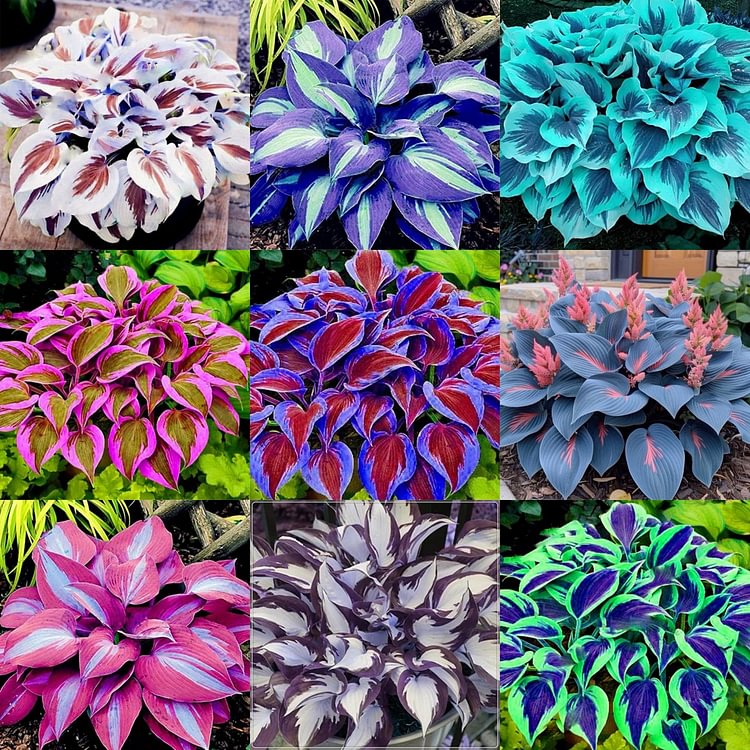 🍃Rare Multi-Colored Hostas Seeds