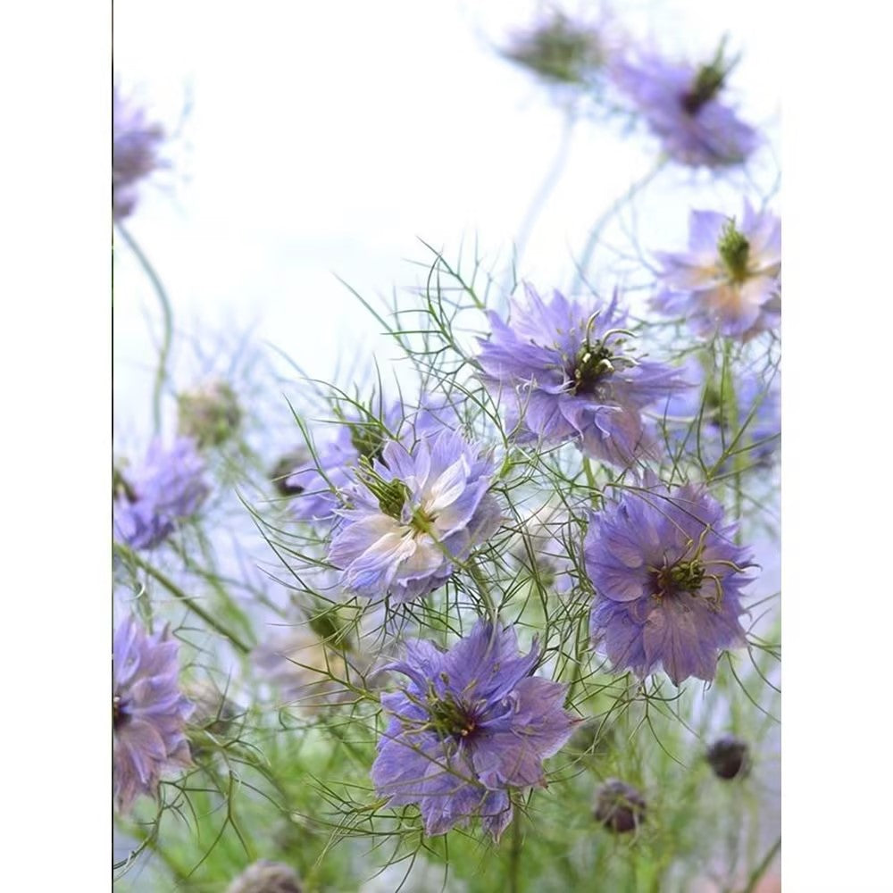 Love-In-A-Mist Seeds