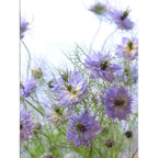 Love-In-A-Mist Seeds
