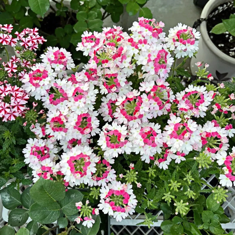 💐Garden Verbena Seeds