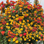 Climbing Rainbow Rose Seeds