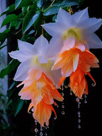 Rare Arrow Lotus Seeds