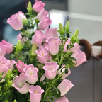 Bellflower Seeds/Canterbury Bells Seeds