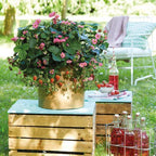 Berried Treasure Pink Strawberry