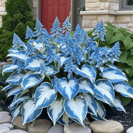 Hosta Magic 🌿Rare Hosta Seeds🌿