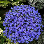 Lobelia Seeds - One of the best edging plants