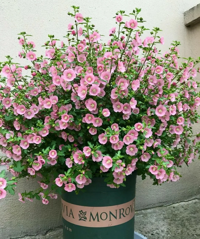 🌸Little Hibiscus Syriacus Seeds