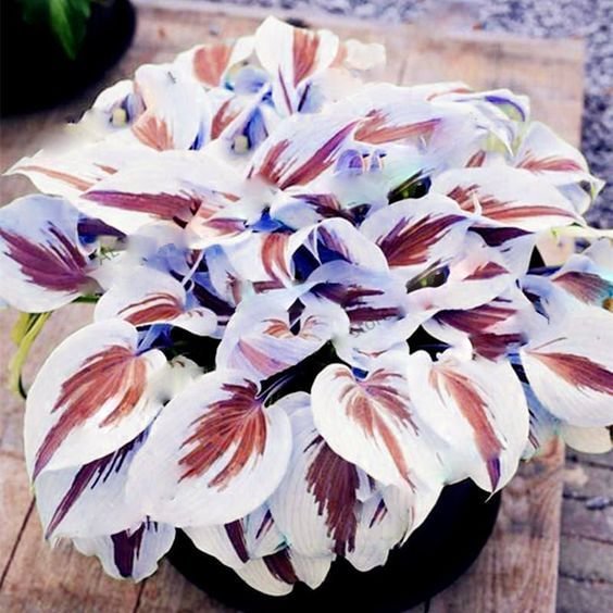 🍃Rare Multi-Colored Hostas Seeds