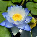 🌸[7 days germination]Last Day Up to 80% OFF💐The Sacred Bonsai Bowl Lotus Flower