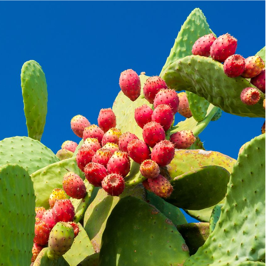 Edible Nopales Prickly Pear Cactus Seeds