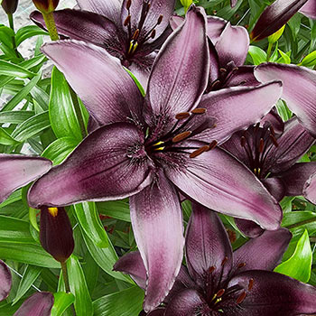 Night Rider Lily Seeds