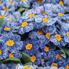 Primula Seeds Blue Zebra Primrose Seeds