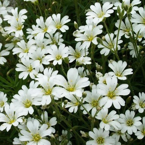 SNOW IN SUMMER (Chickweed) Cerastium Biebersteinii Flower Seeds