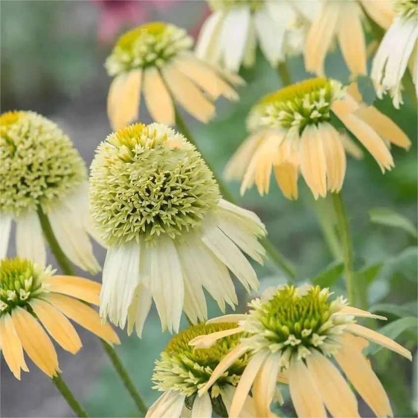 Double Echinacea Seeds