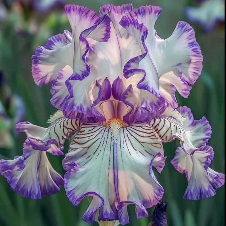 Golden Veil-Rare Iris Bulbs⚜️