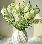 Ornithogalum 'Sonoran White'