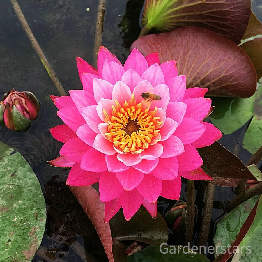 🌸[7 days germination]Last Day Up to 80% OFF💐The Sacred Bonsai Bowl Lotus Flower