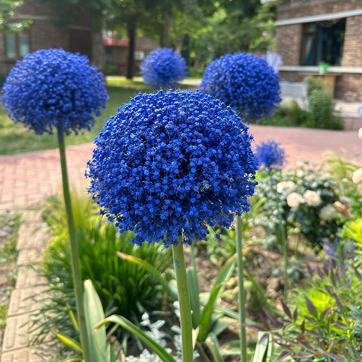 Allium Giganteum Ornamental Onion Flower