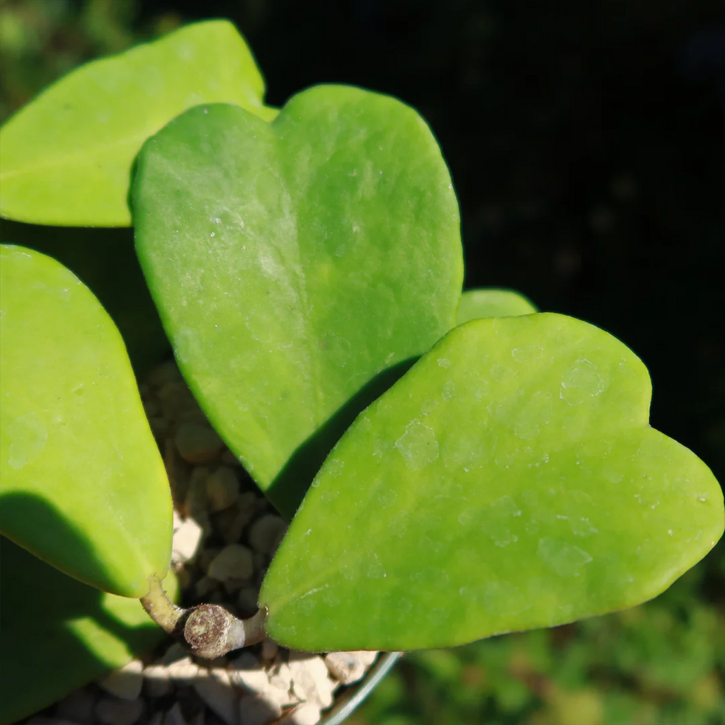 Sweetheart Hoya Seeds